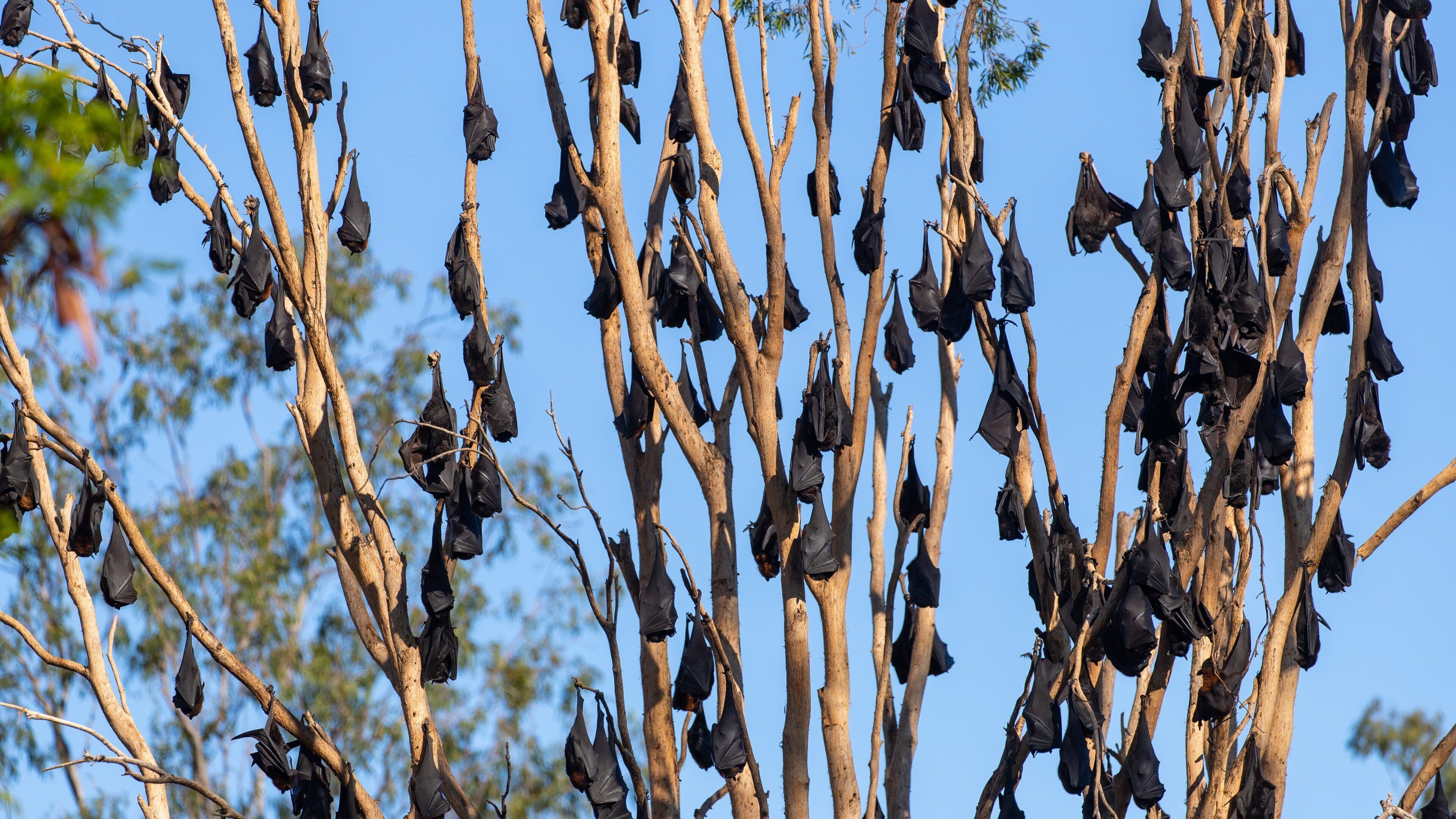 A tree with numerous bats hanging from its branches.