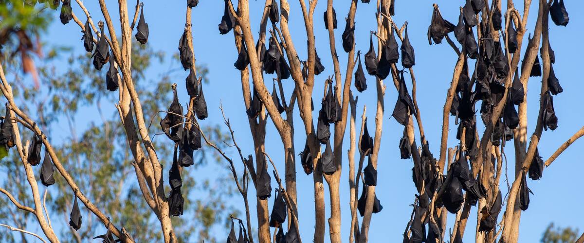 A tree with numerous bats hanging from its branches.