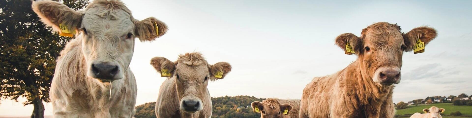 Wildlife in front of my door :-)
#wildlife #germany #farmlife