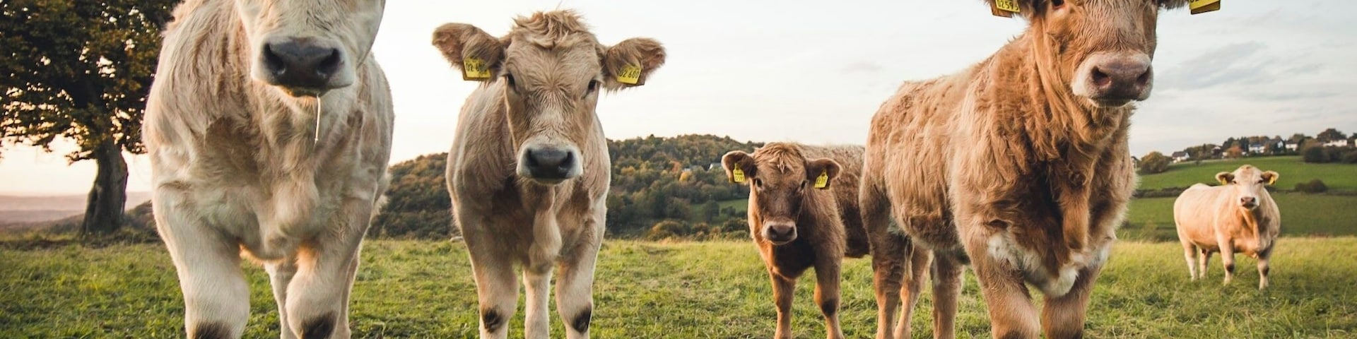 Wildlife in front of my door :-)
#wildlife #germany #farmlife