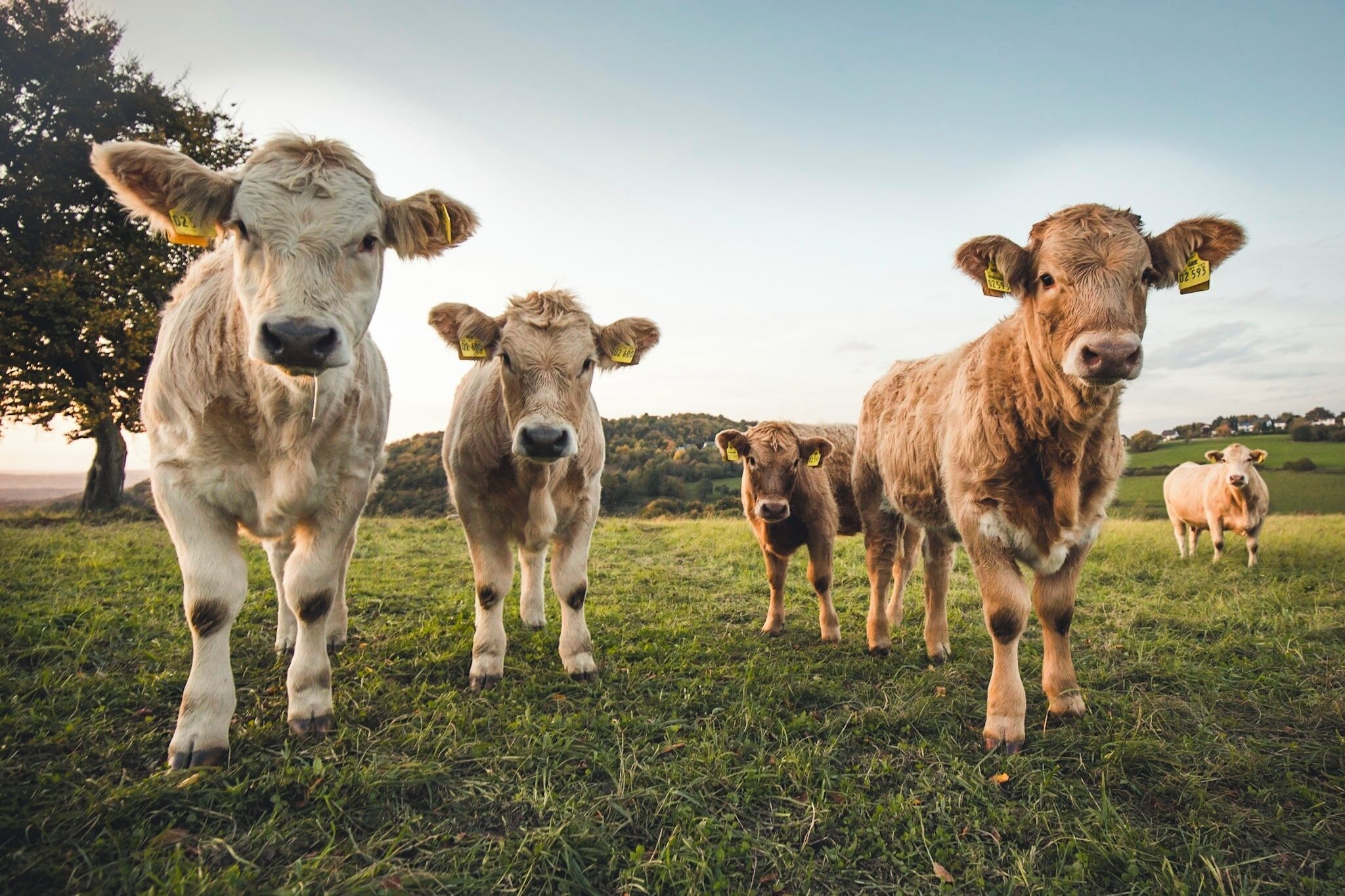 A herd of cows in a grassy field with a tree and a distant hill.