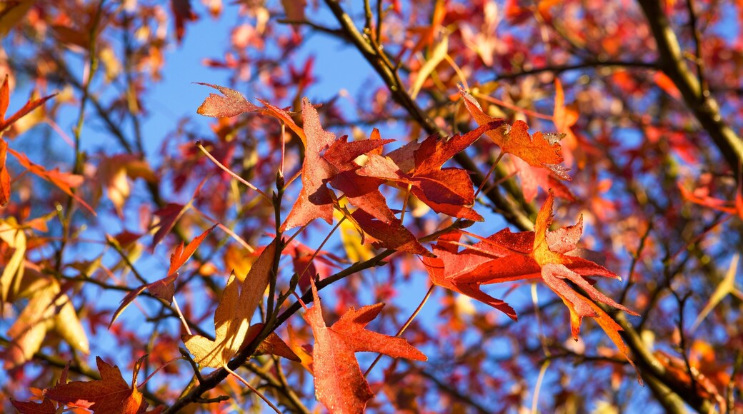 Riverside Park showing fall colors