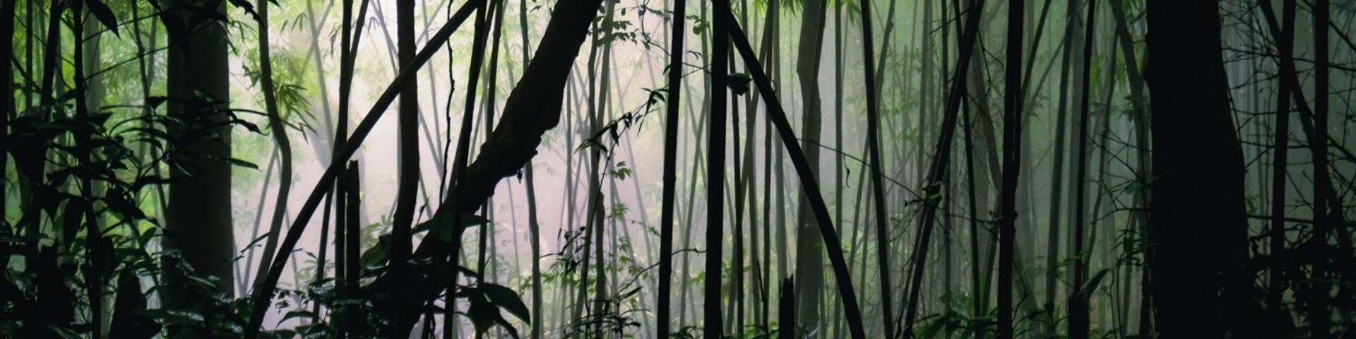 You are never too far away from an adventure when you're in Vietnam.
Tired of the city traffic? How about getting lost in a foggy bamboo forest, just a short drive away from Hanoi?