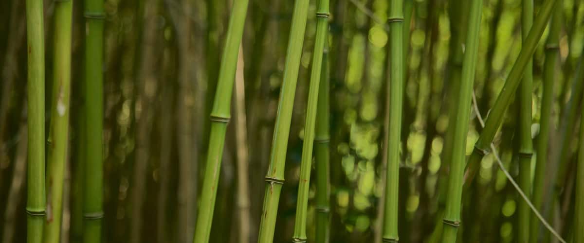 Bamboo stalks in a dense forest.