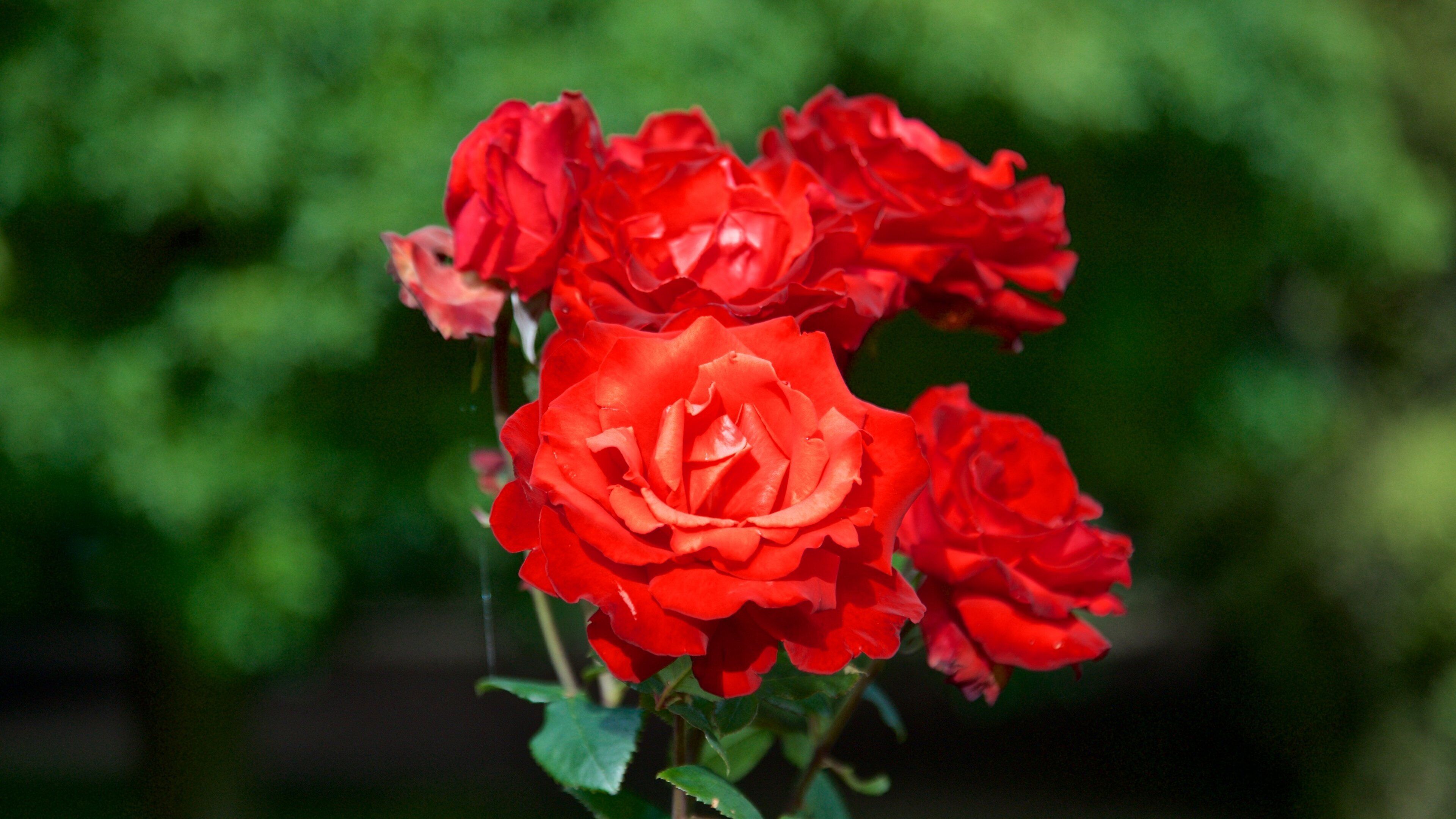 Công viên Saumarez có tính năng hoa