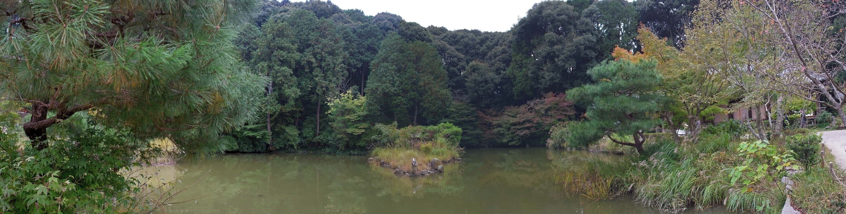A serene river surrounded by dense forest and a variety of trees.