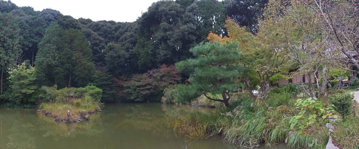 A serene river surrounded by dense forest and a variety of trees.