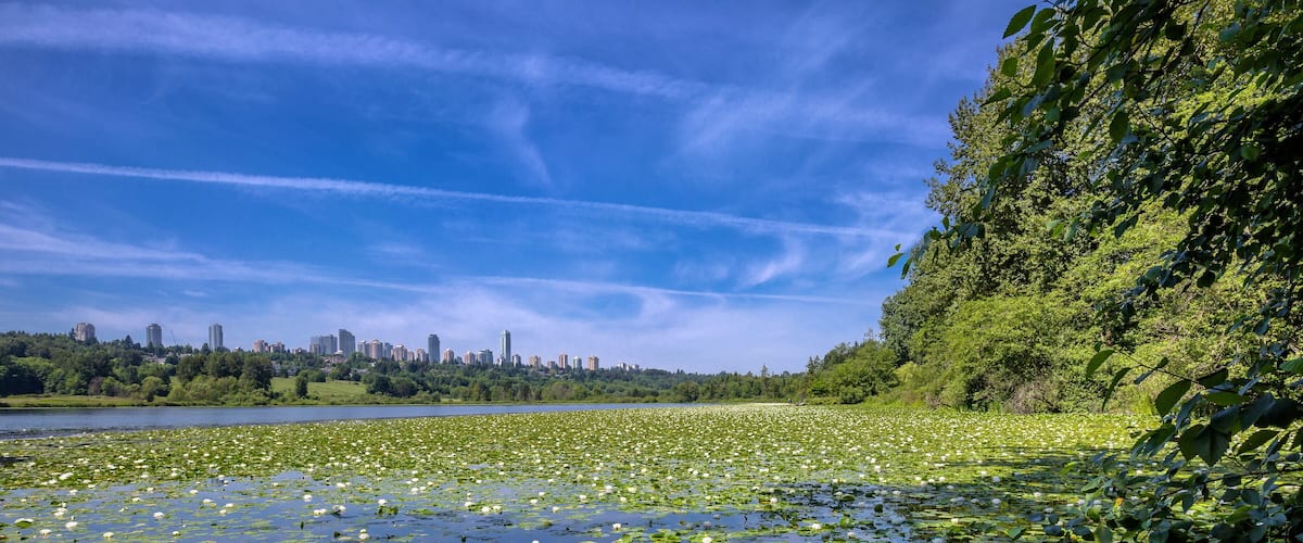 Deer Lake Park and Metrotown - Burnaby, BC forest lake covered with water lilies, the forest and the city is visible on the horizon, Vancouver, British Columbia, Canada