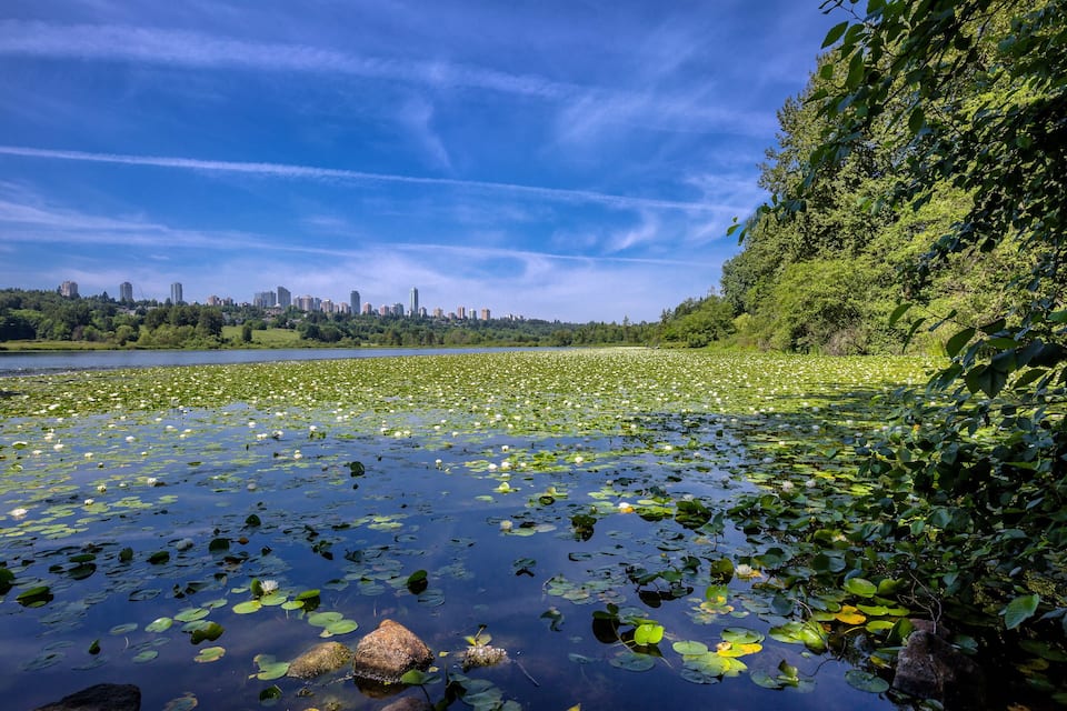 A lake with lily pads and a city skyline in the background.