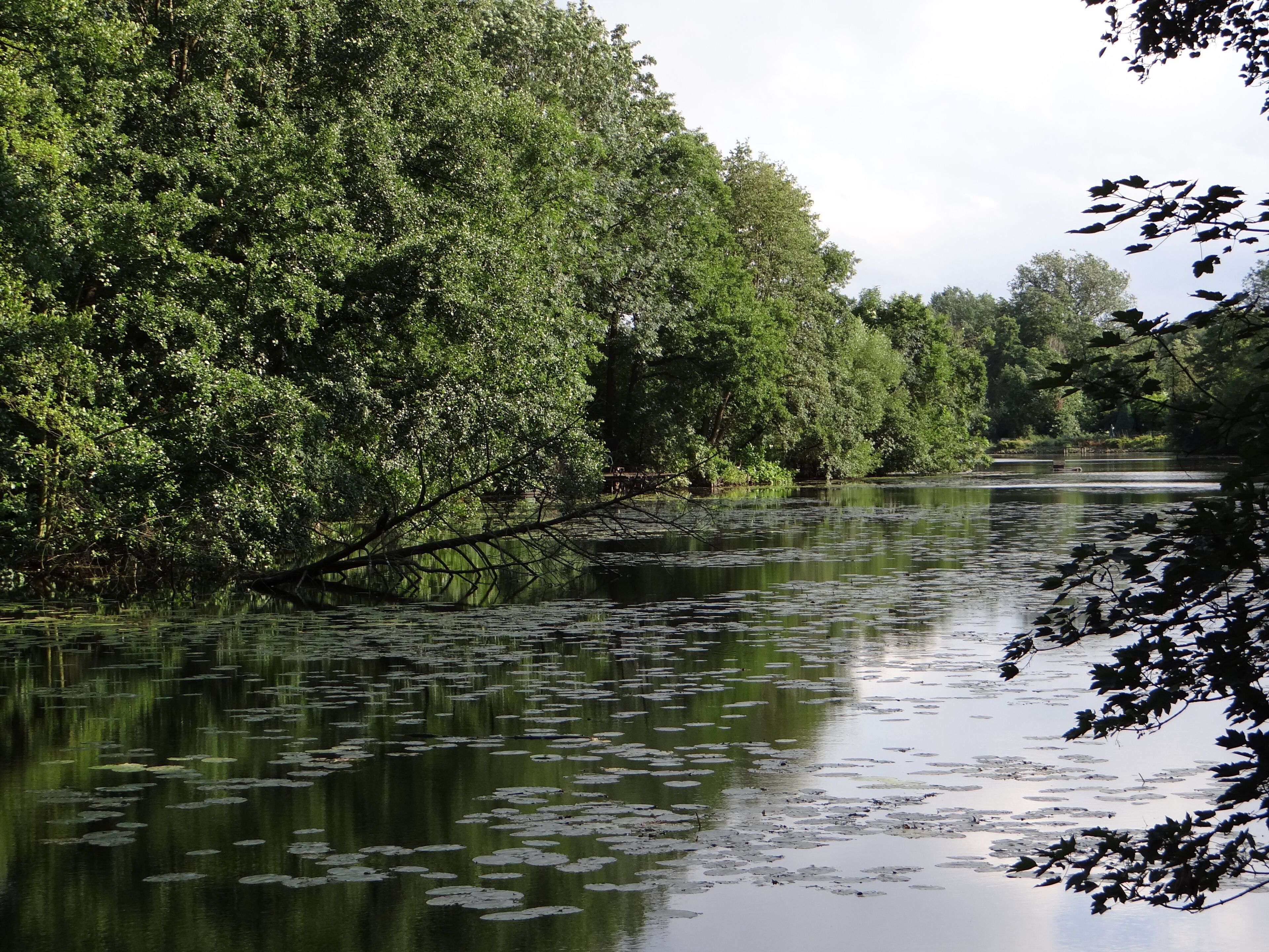 A river with lily pads and dense green foliage.