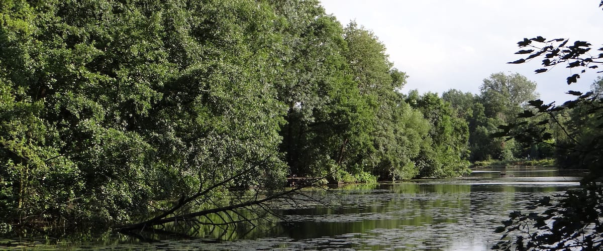A river with lily pads and dense green foliage.