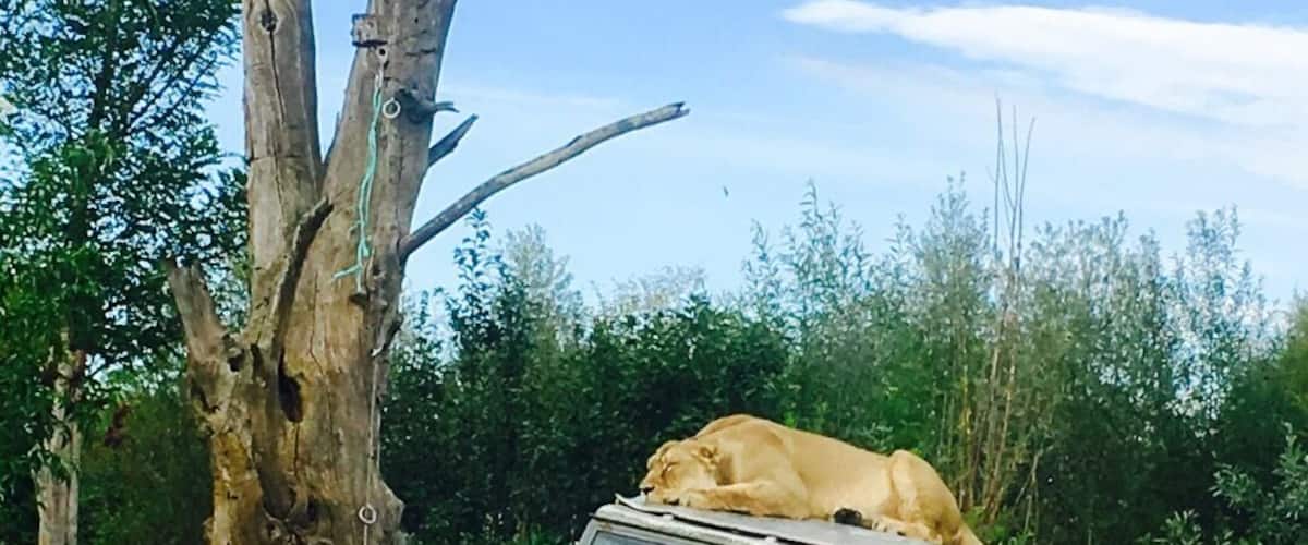 Le Pal, a zoo and an attraction park. Come early to avoid long lines. #zoo #kidsfun #auvergne