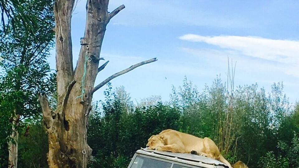 A white safari vehicle parked in a grassy area with a tree and a lion lying on top.