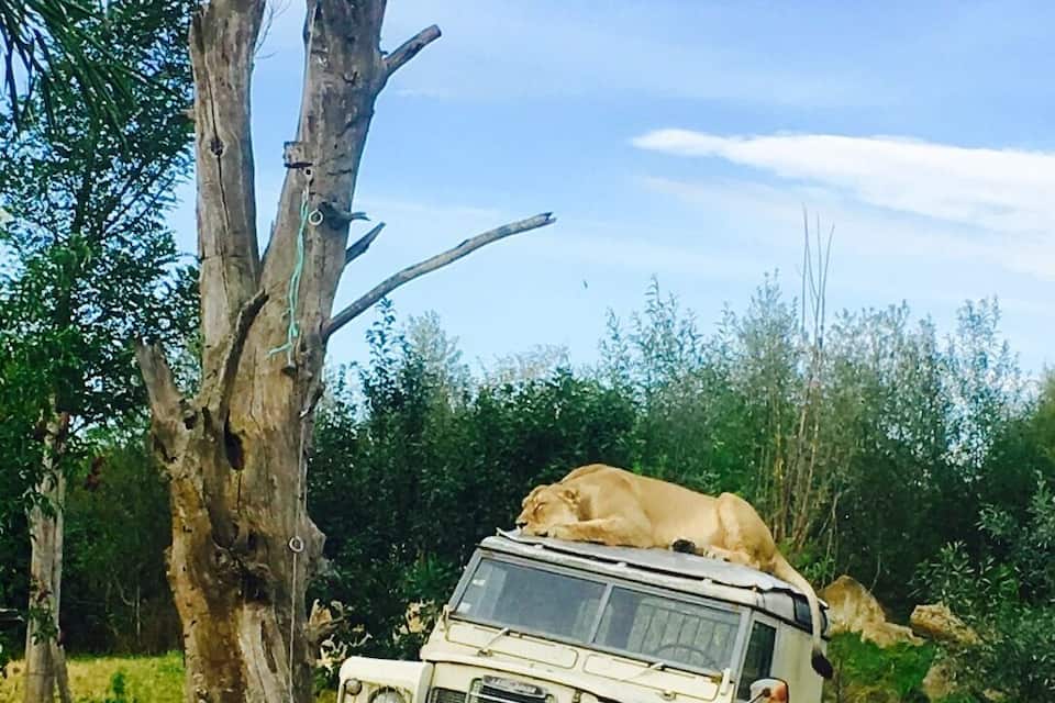 A white safari vehicle parked in a grassy area with a tree and a lion lying on top.