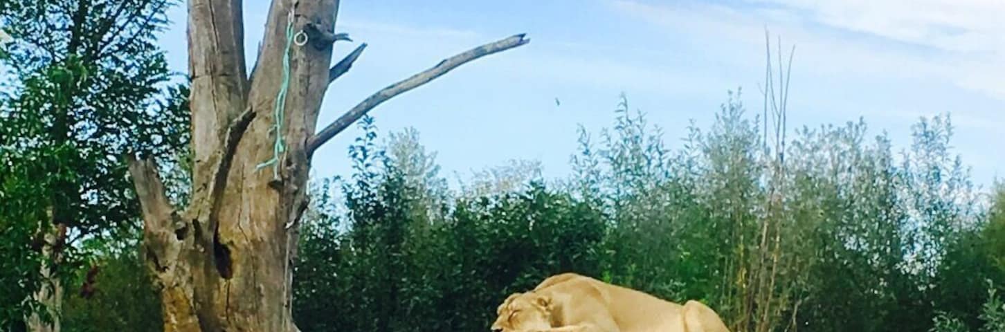 Le Pal, a zoo and an attraction park. Come early to avoid long lines. #zoo #kidsfun #auvergne