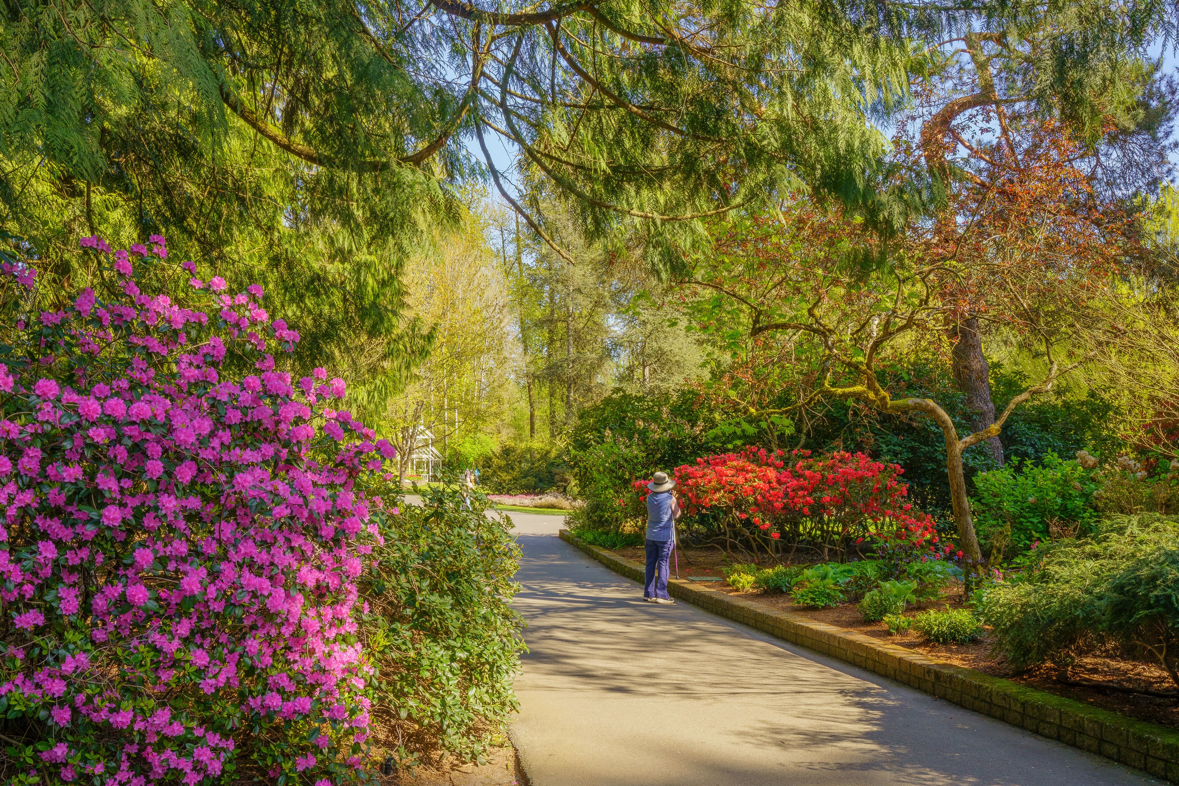 Woman admiring Spring gardens at Bear Creek Park, Surrey, BC, Canada.