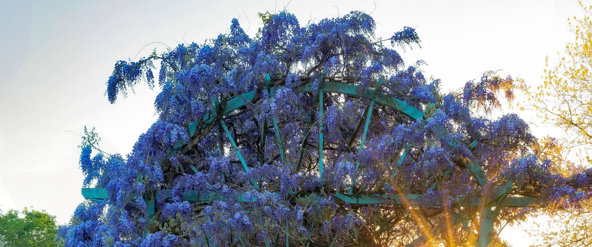 Wisteria growing on a pergola with a sunburst at sunset, Fleetwood Park Gardens; Surrey, British Columbia, Canada