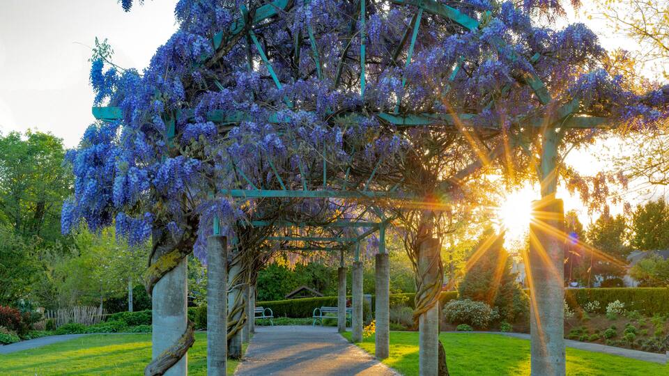 Wisteria growing on a pergola with a sunburst at sunset, Fleetwood Park Gardens; Surrey, British Columbia, Canada