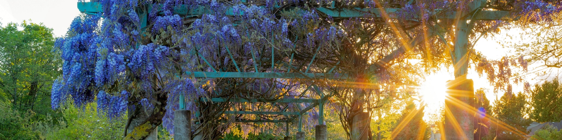 Wisteria growing on a pergola with a sunburst at sunset, Fleetwood Park Gardens; Surrey, British Columbia, Canada