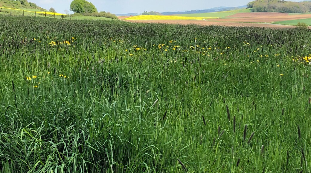 Vulkaneifel- Steffeln