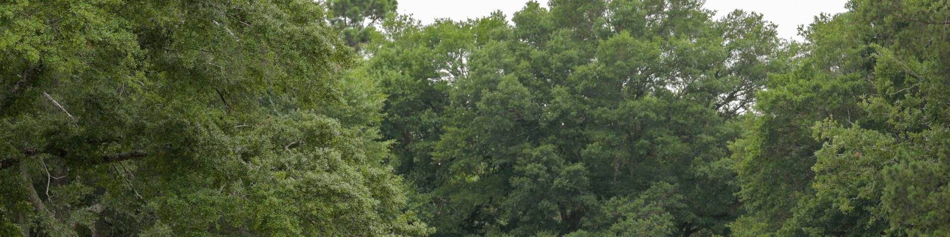 Arcadian Shores Golf Club featuring golf as well as an individual male