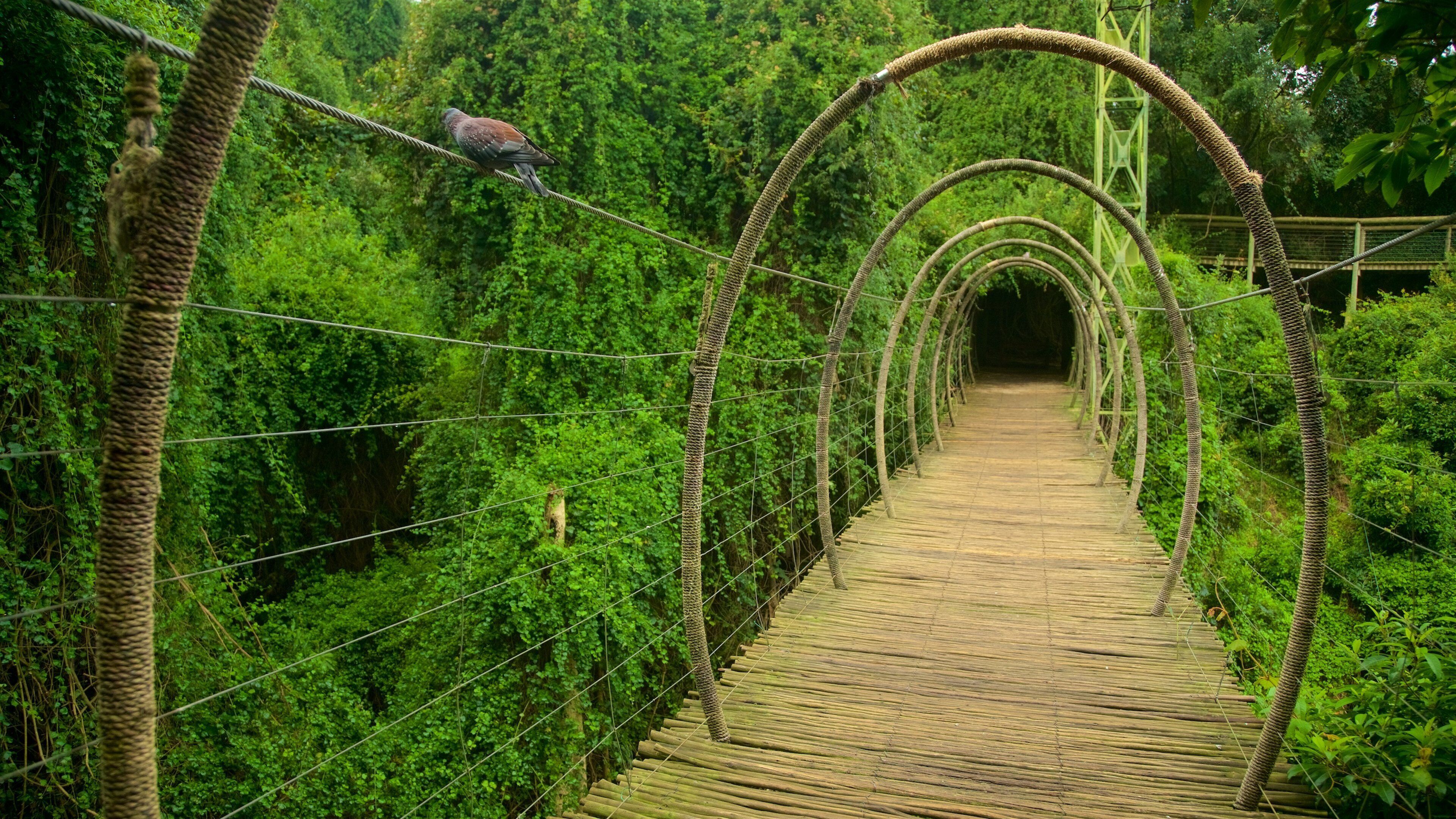 Birds of Eden showing a bridge and forests