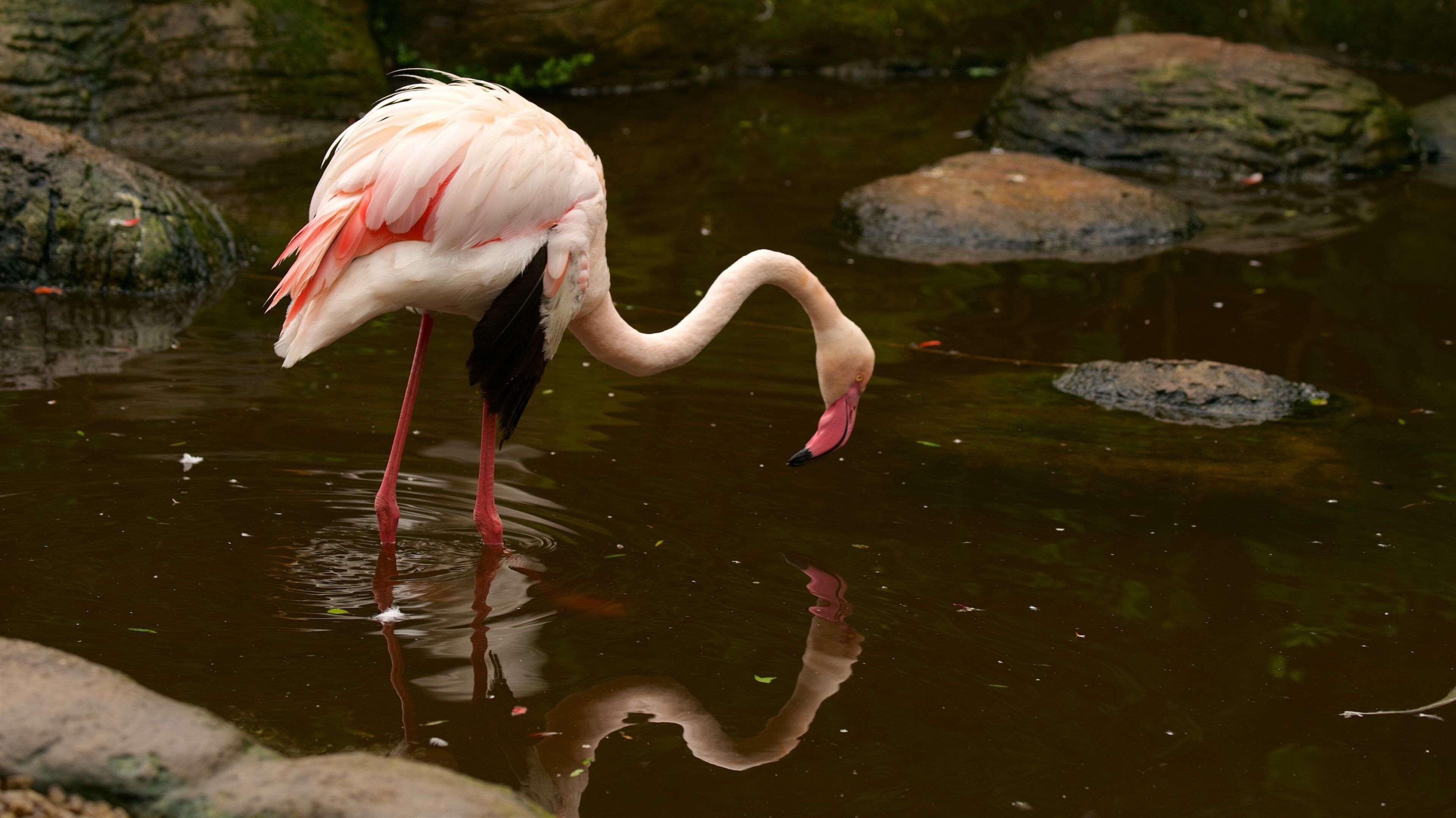 Birds of Eden featuring bird life