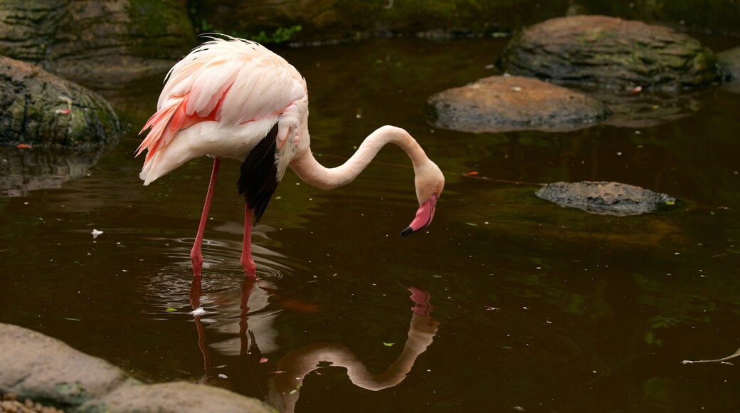 Birds of Eden featuring bird life