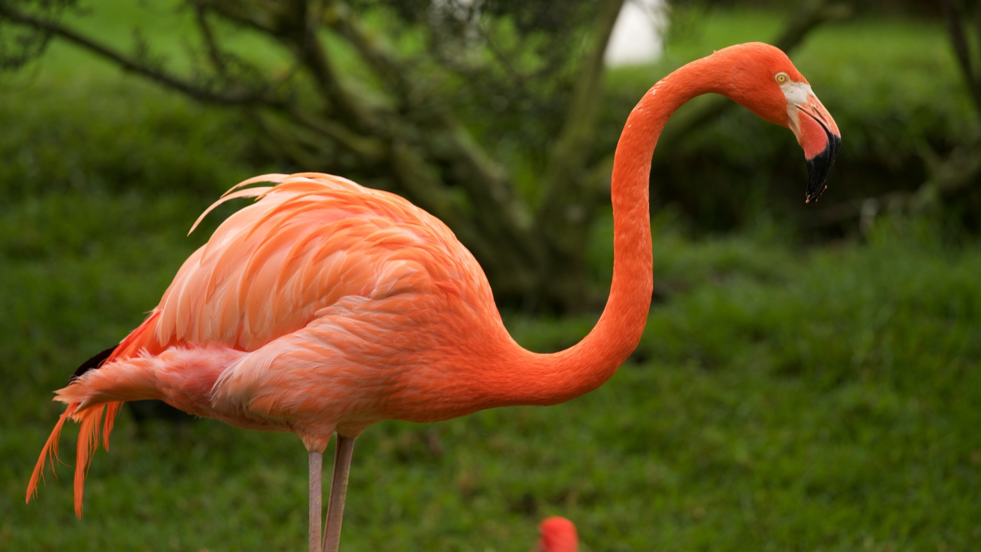 Birds of Eden mettant en vedette vie des oiseaux