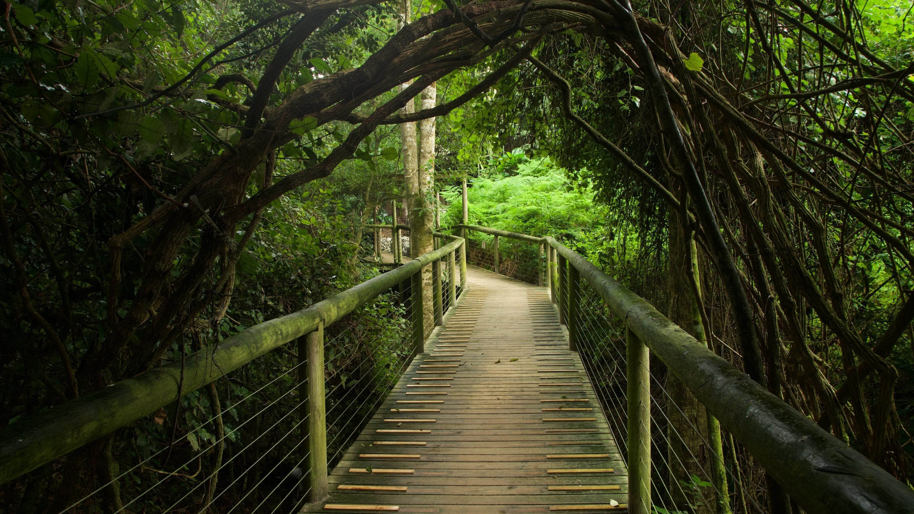 Birds of Eden featuring a bridge and forest scenes