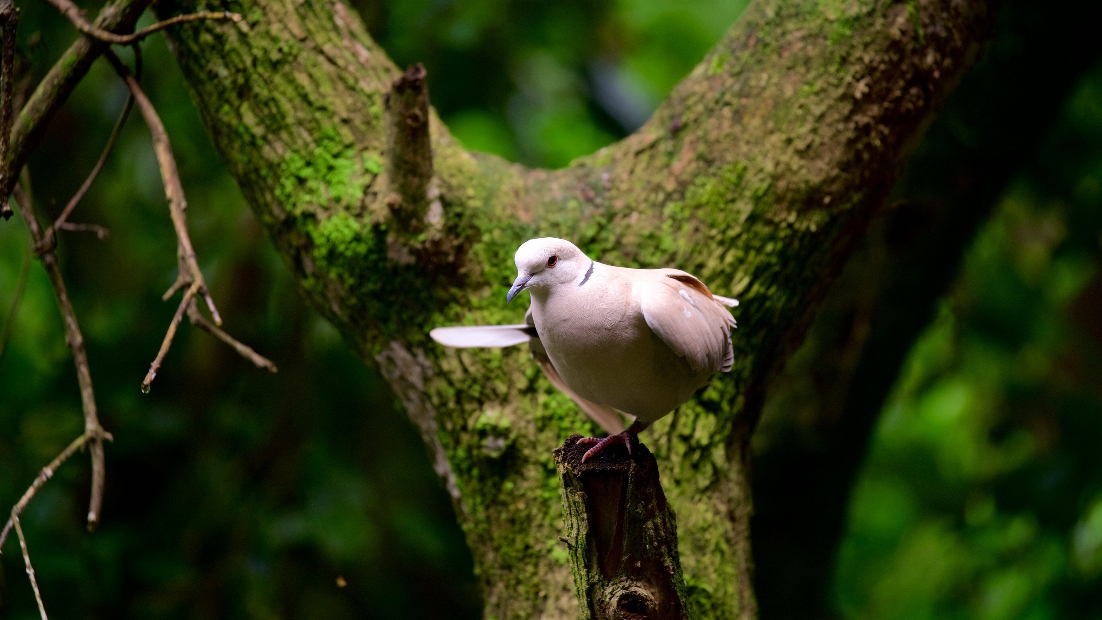 Birds of Eden mettant en vedette vie des oiseaux