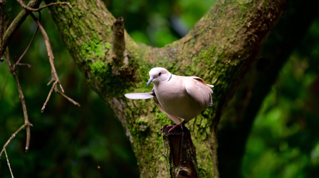 Birds of Eden mettant en vedette vie des oiseaux