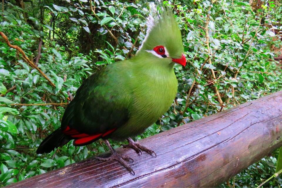 A bird perched on a branch in a lush green forest.