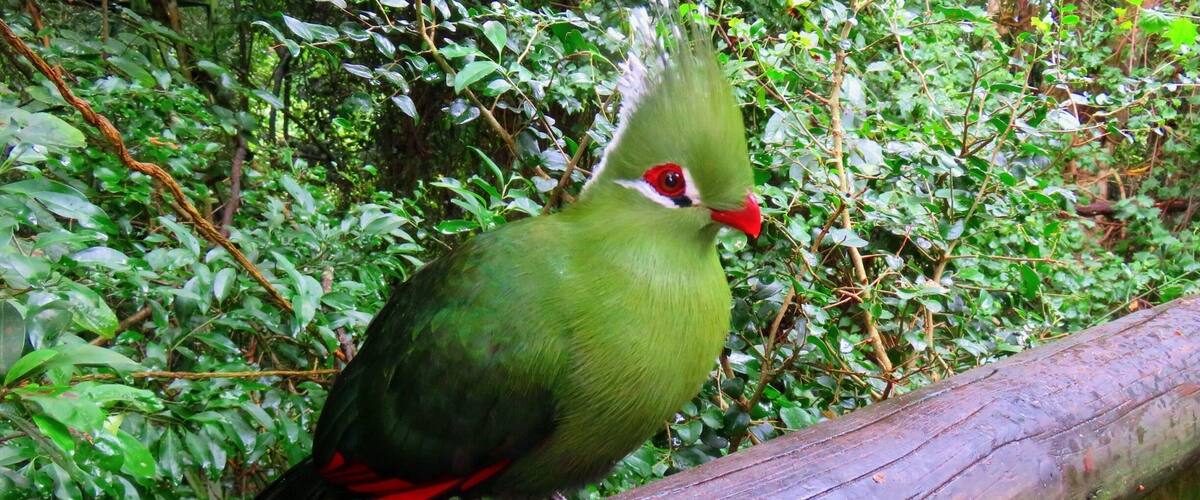 A bird perched on a branch in a lush green forest.