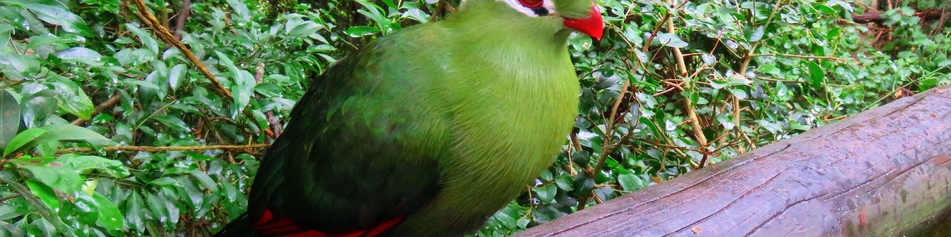 A bird perched on a branch in a lush green forest.