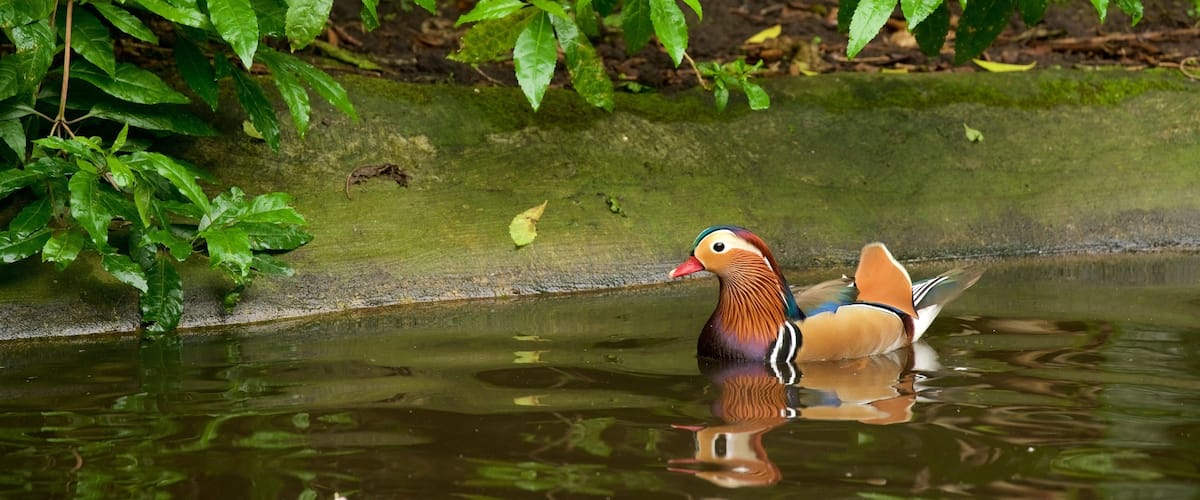 Birds of Eden which includes bird life
