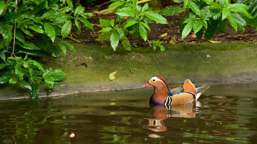 Birds of Eden trong đó bao gồm chim chóc