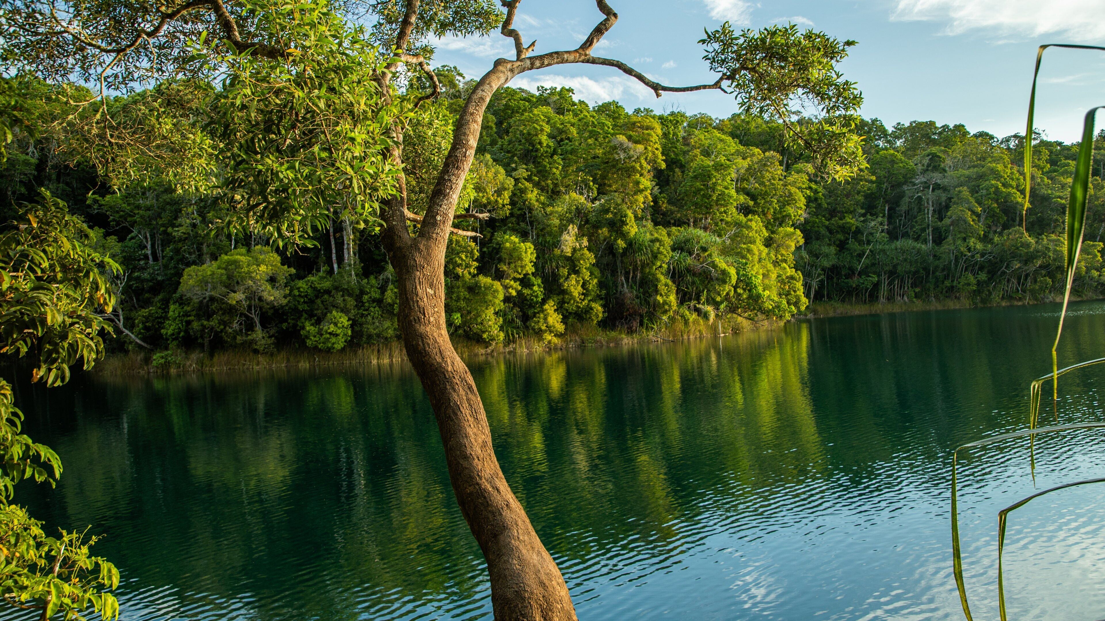 A calm lake surrounded by dense green forest.