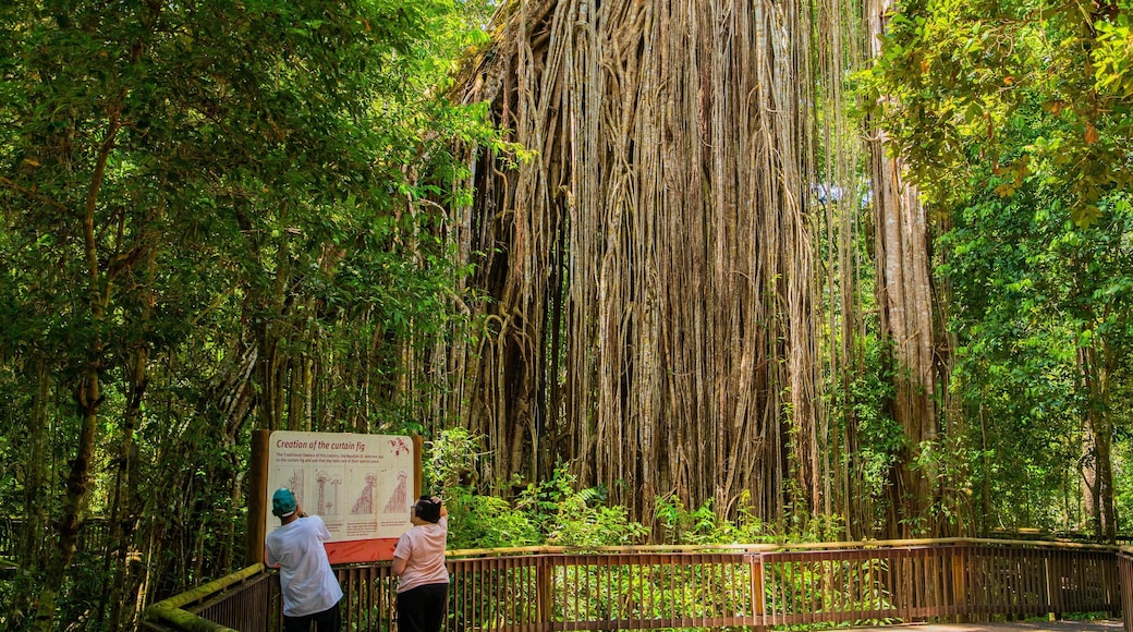 Yungaburra showing rainforest and signage as well as a couple