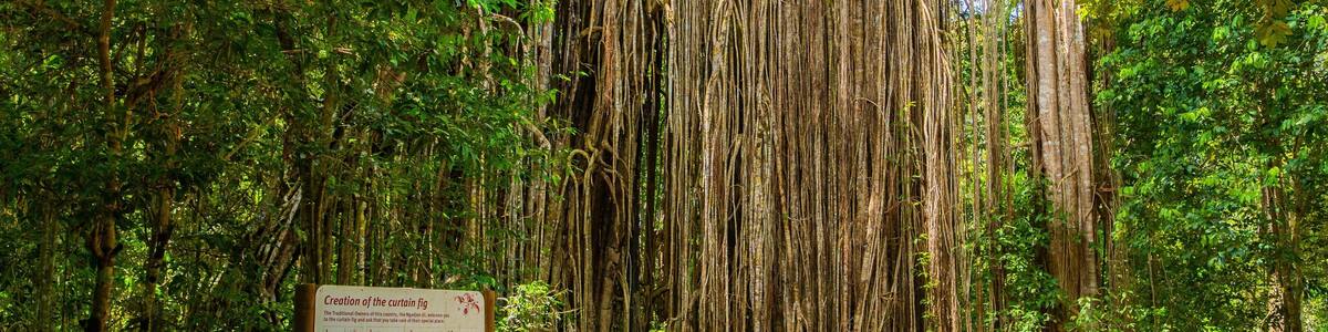 Yungaburra showing rainforest and signage as well as a couple