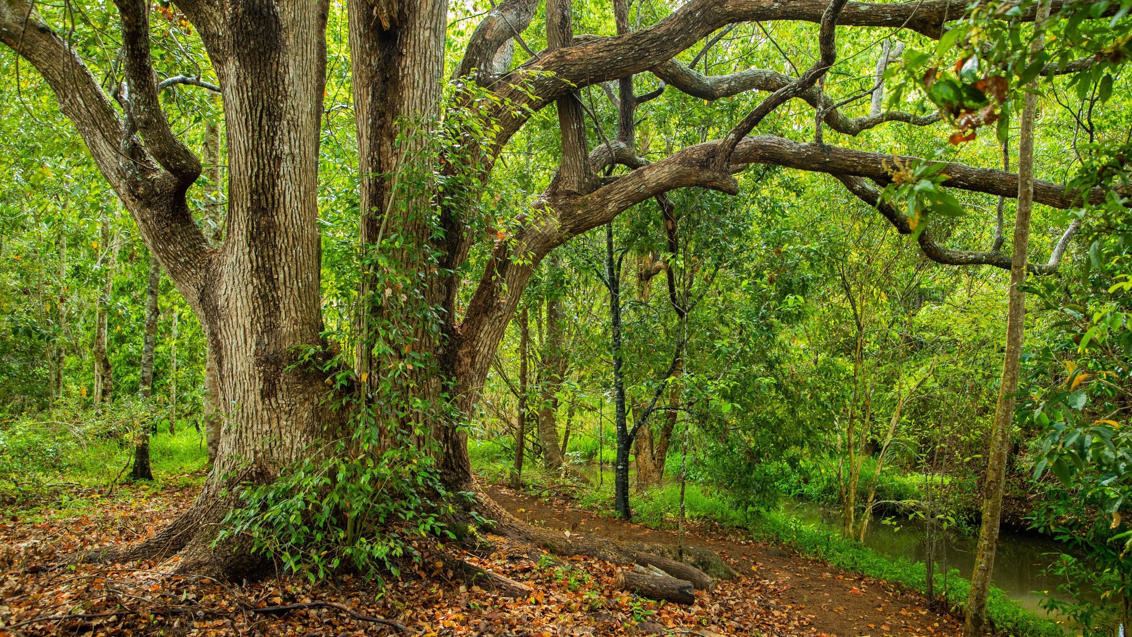 A dense forest with a large tree trunk, a river, and a fallen log.