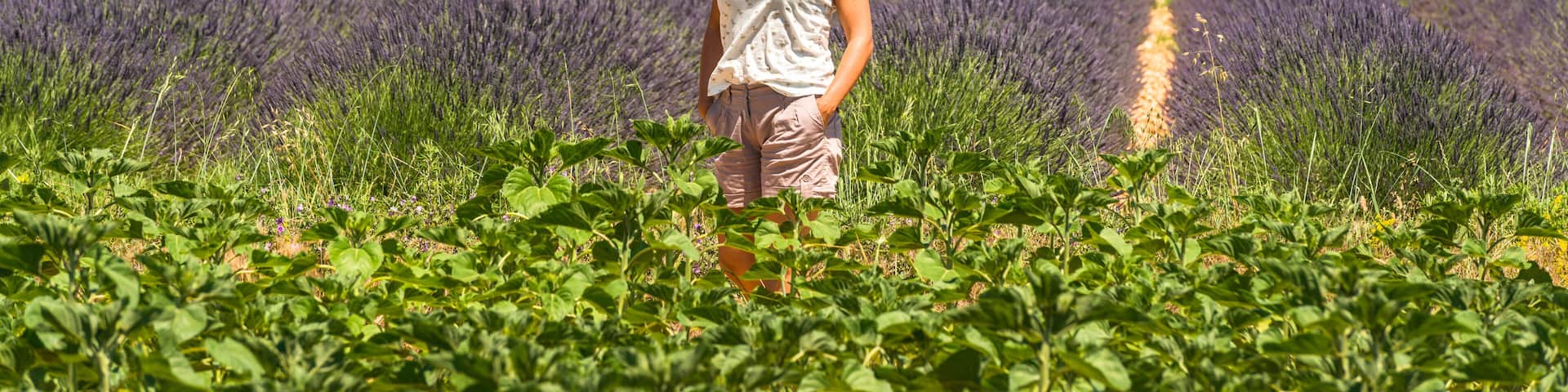 Frankreich, Provence-Alpes-Côte d'Azur, Baudinard-sur-Verdon, Lavendelfelder in der Hochebene von Valensole