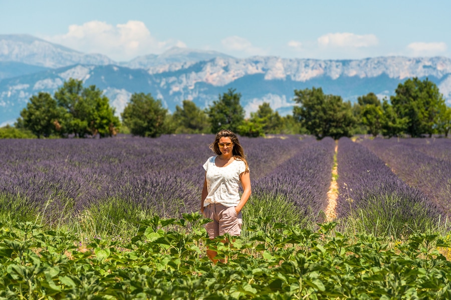 Frankreich, Provence-Alpes-Côte d'Azur, Baudinard-sur-Verdon, Lavendelfelder in der Hochebene von Valensole