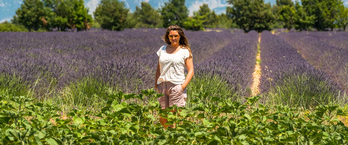 A lavender field with a mountain range in the background.