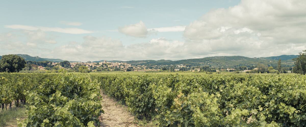 A vineyard with rows of grapevines and a distant town on a hill.
