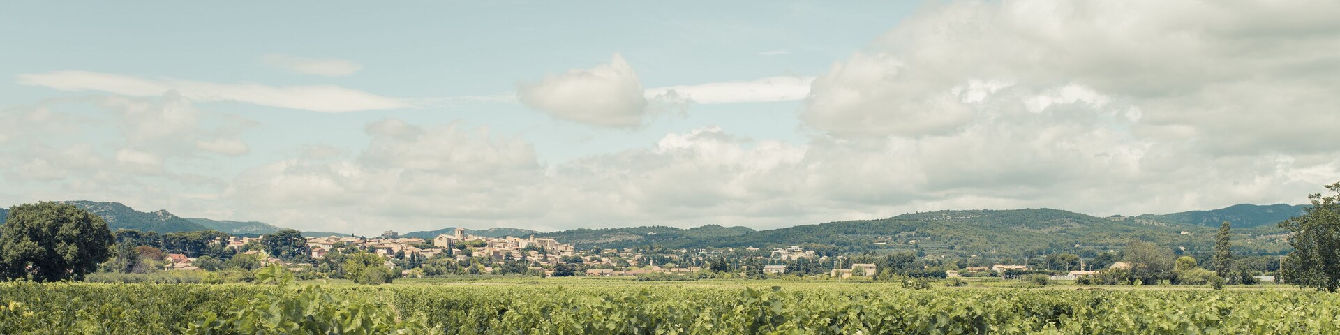 A vineyard with rows of grapevines and a distant town on a hill.