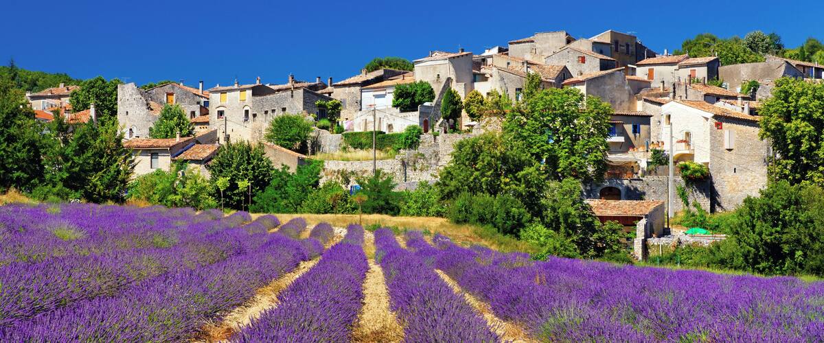 A lavender field in front of a historic village with stone buildings and trees.
