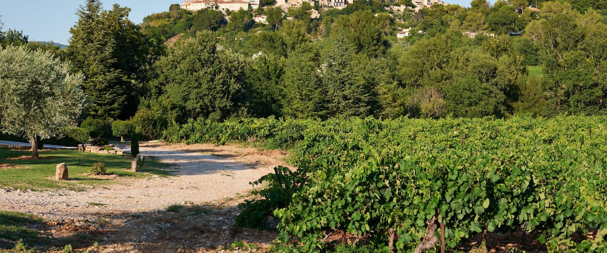 A vineyard with rows of grapevines, a dirt path, and a hillside settlement with buildings.