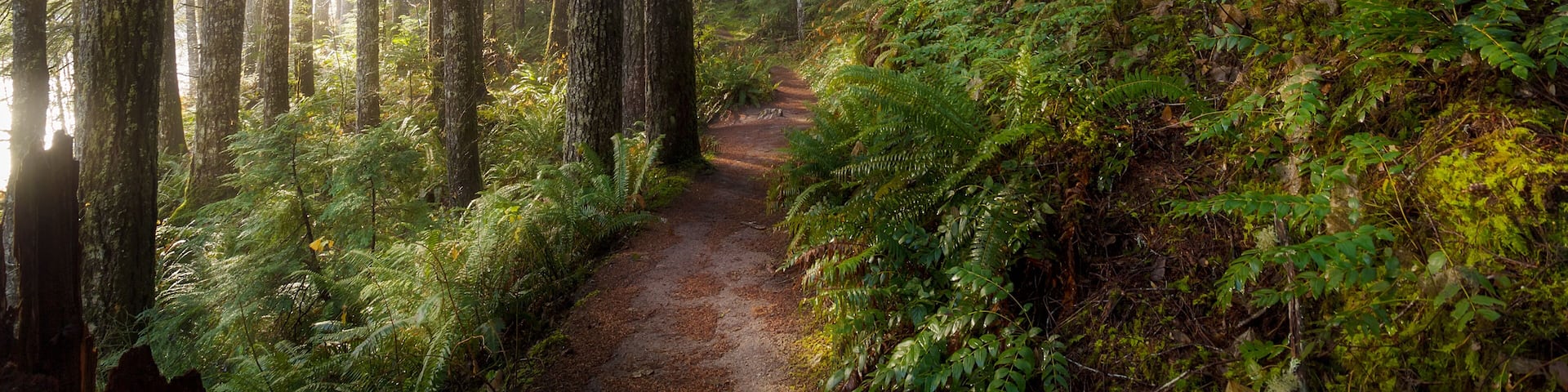 Sun Beams along Hiking Trail in Washington State Park USA America