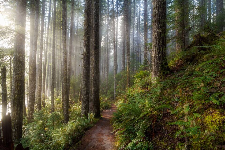 Un sendero en el bosque rodeado de árboles altos y helechos exuberantes.